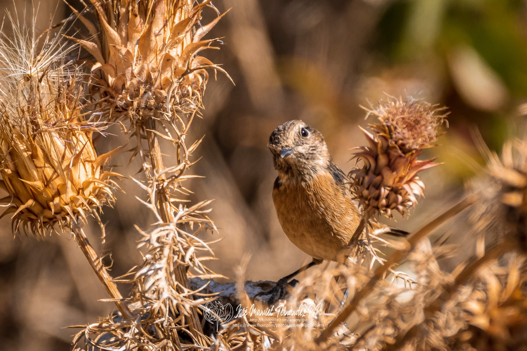 50718973317_e19d524f3f_or