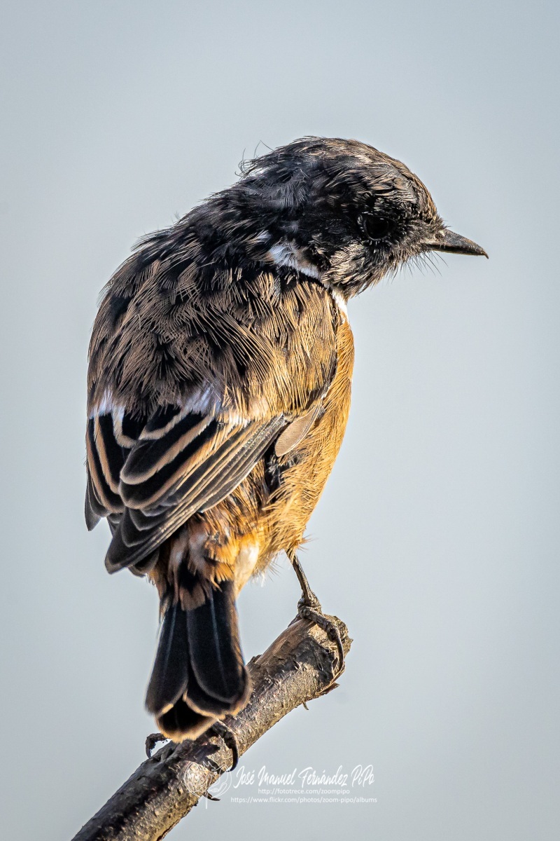 50729994428_709a48b980_or