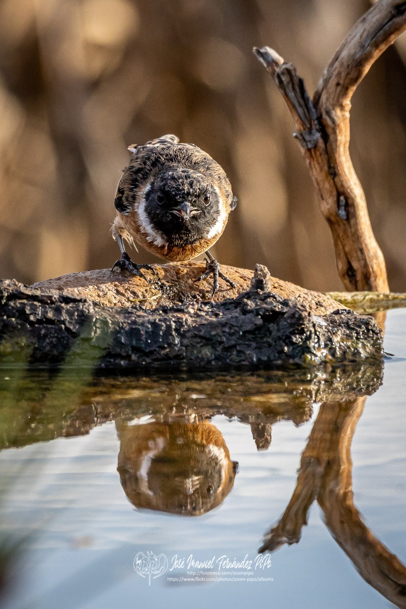 50729994538_9c29ca1e0b_or