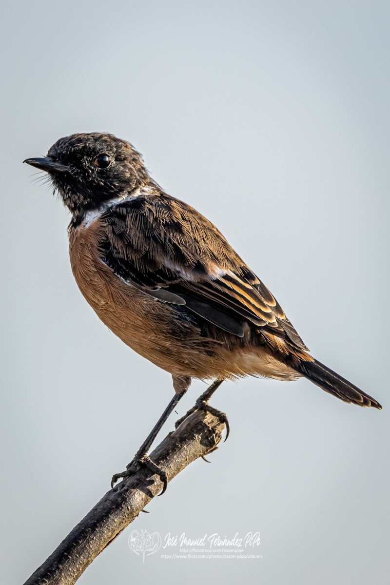 50730725456_658318d4f7_or