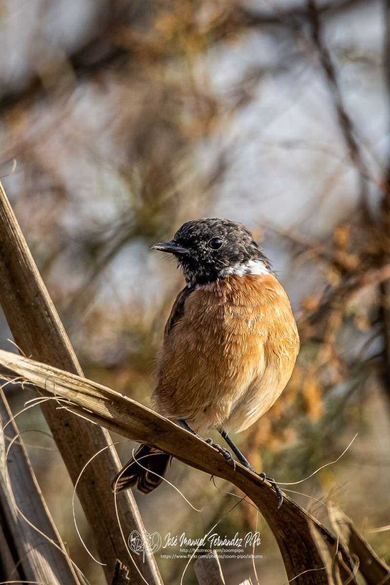 50730725471_fddc1d894b_or