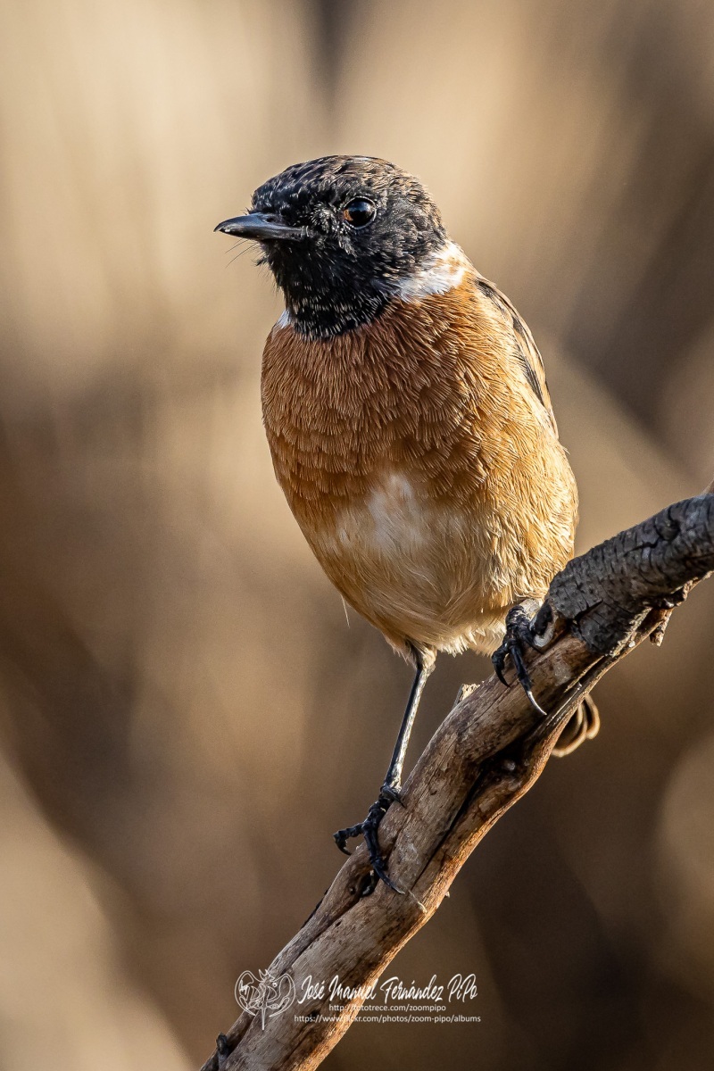 50730821917_3830b2cbfb_or