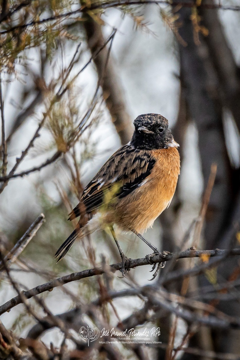 50730821947_010b5bb9f6_or