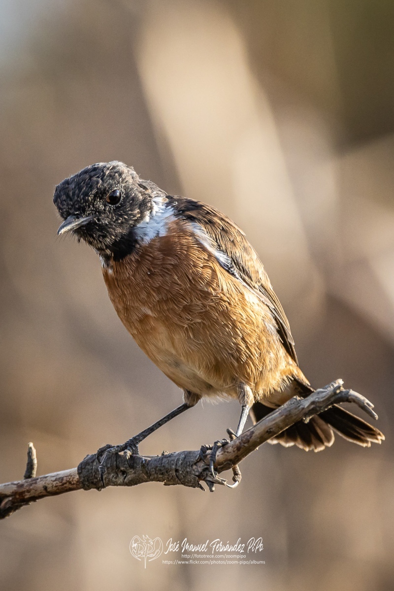 50730822412_1e5210425d_or