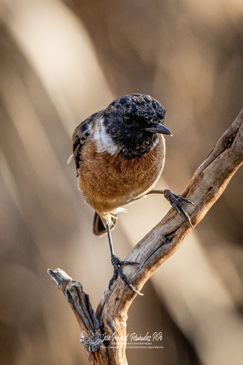 50730822662_eec51034aa_or