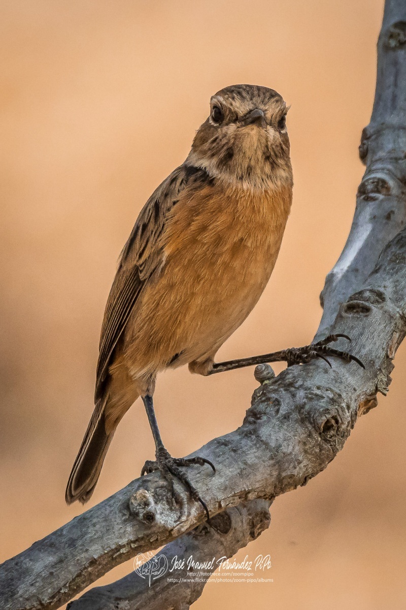 50738877673_d3857e0a1d_or