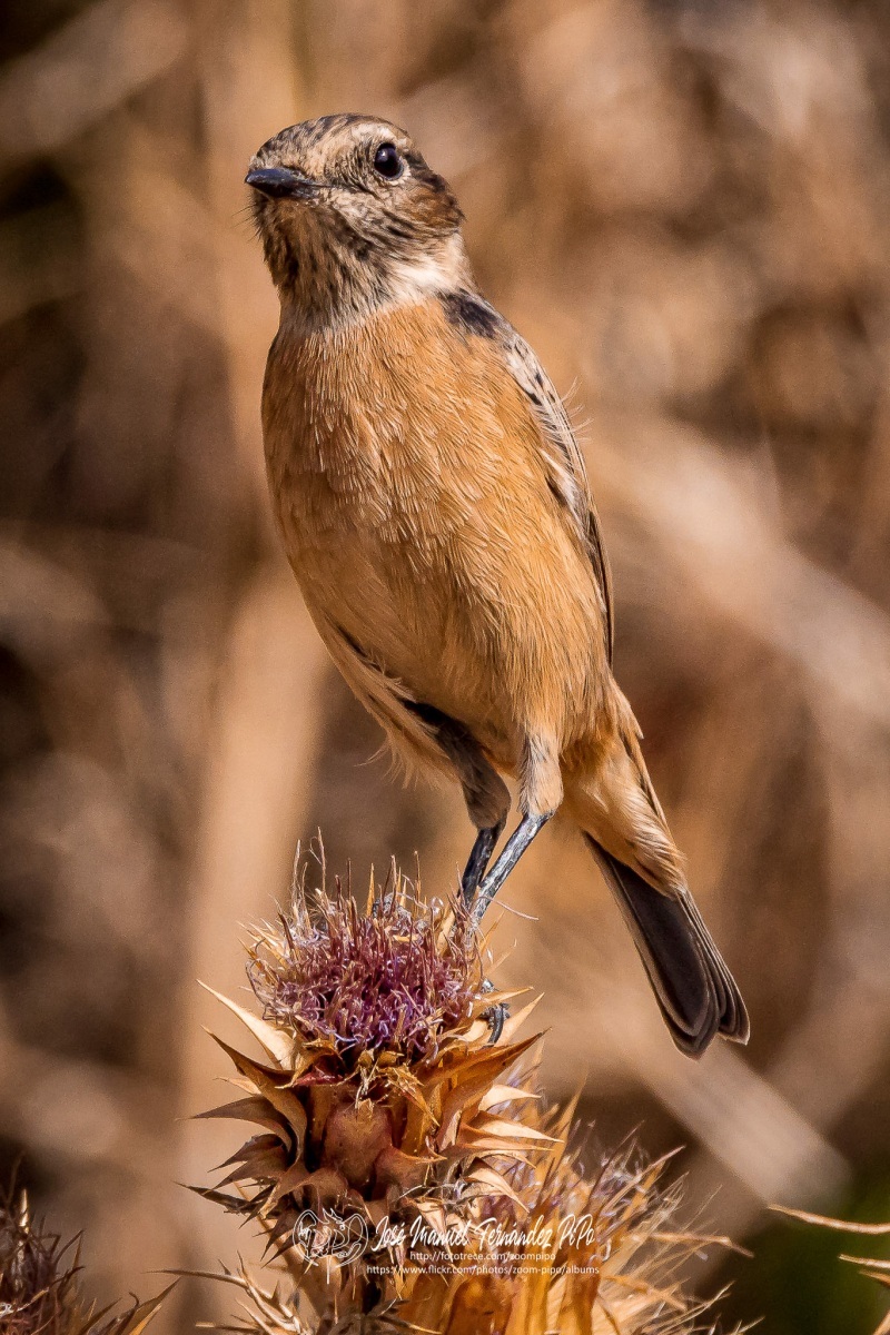 50739614806_1c7f6fc2f3_or