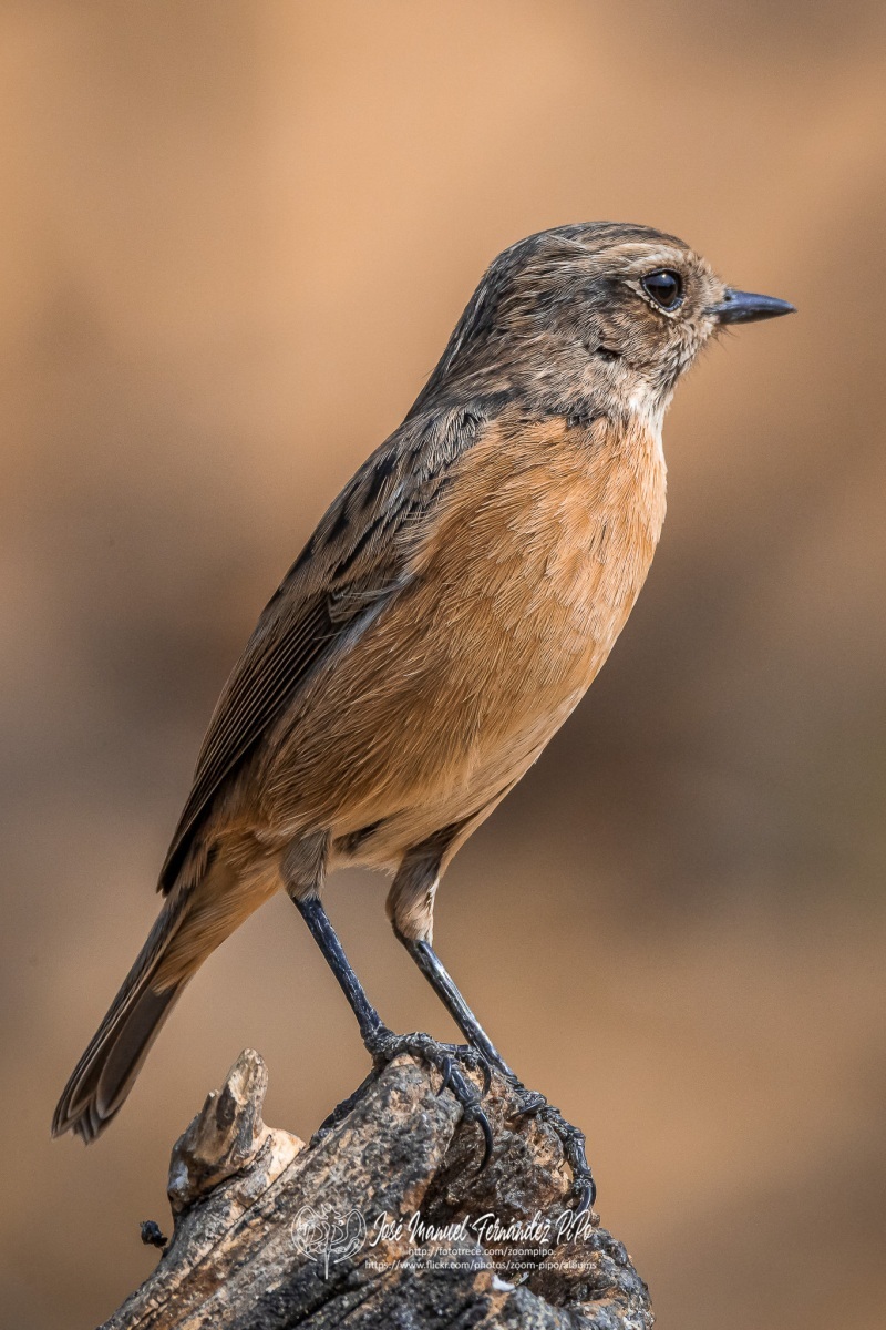 50739614856_8cf9c9e396_or