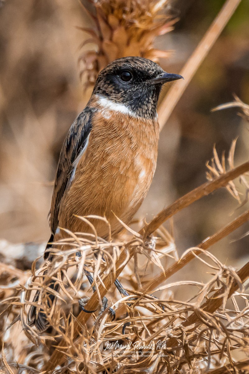 50739615106_b118301cb1_or