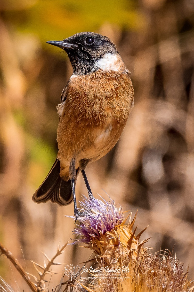 50739718332_5cde533302_or