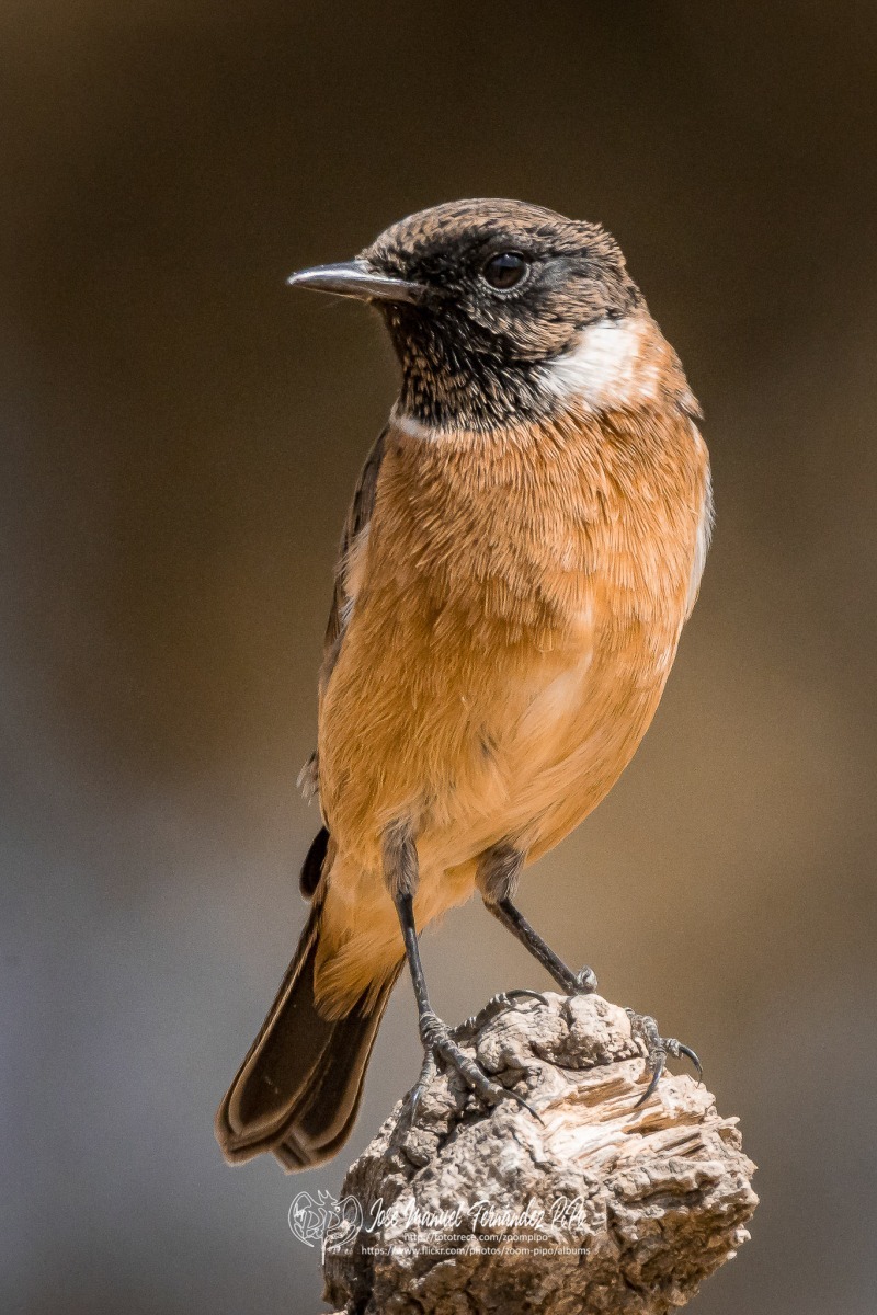 50739718467_95fcb9fa03_or