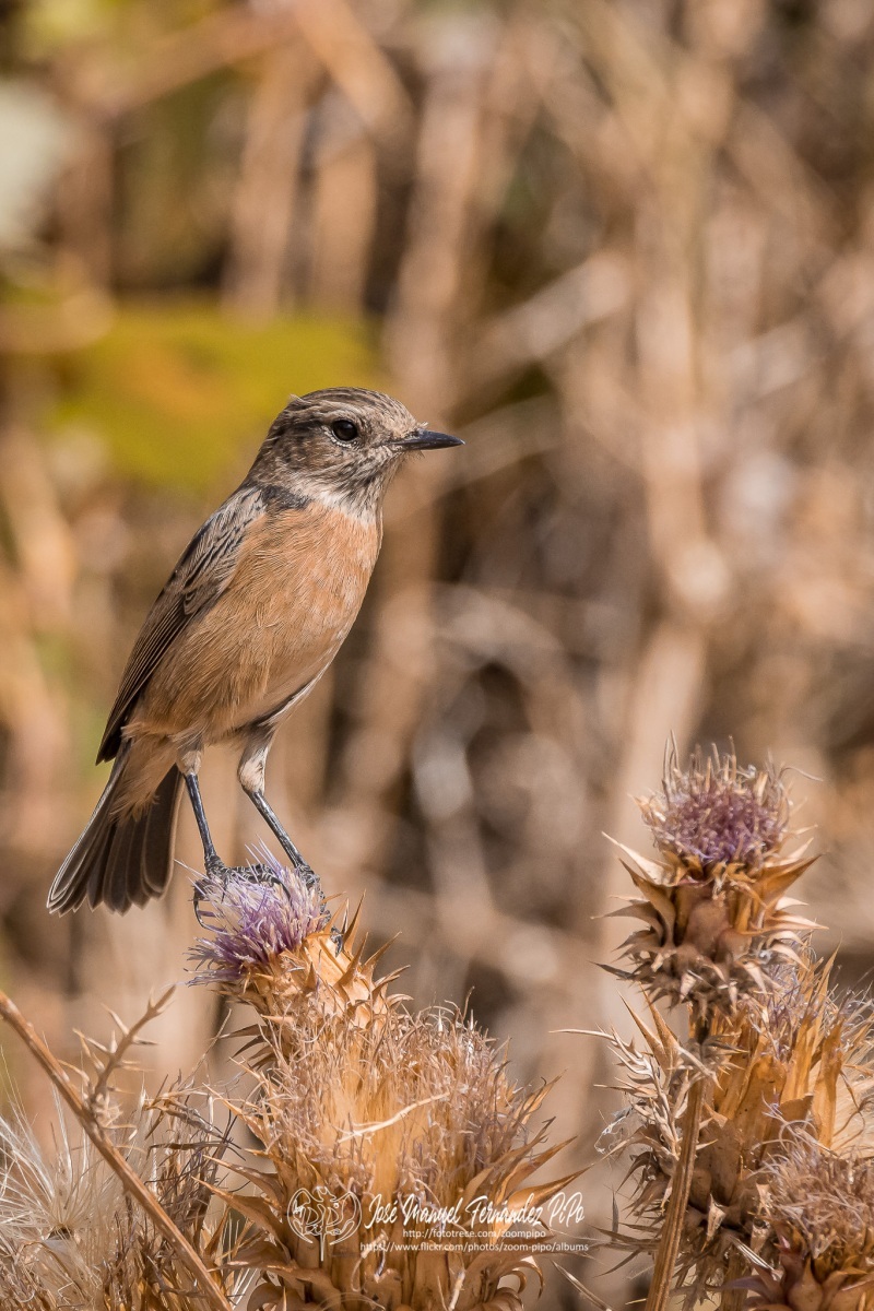 50739718622_f32491407f_or