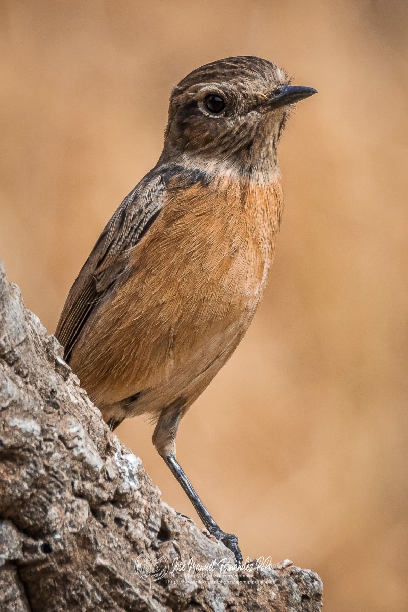 50739719122_459f1d1087_or