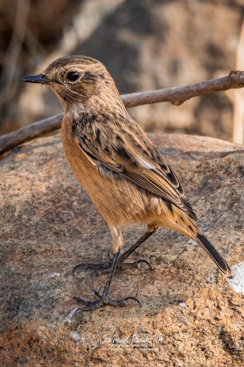 50739719537_5e576c45b1_or