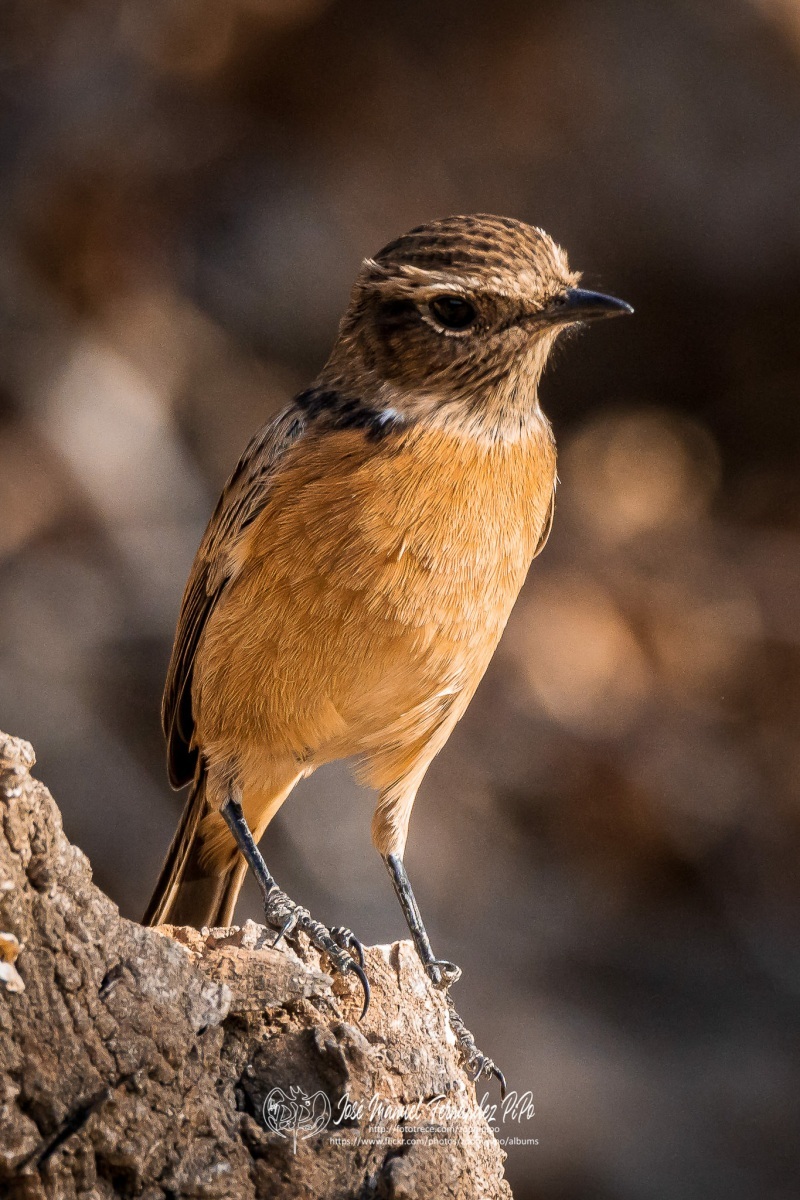 50739719577_ed27ccc60f_or