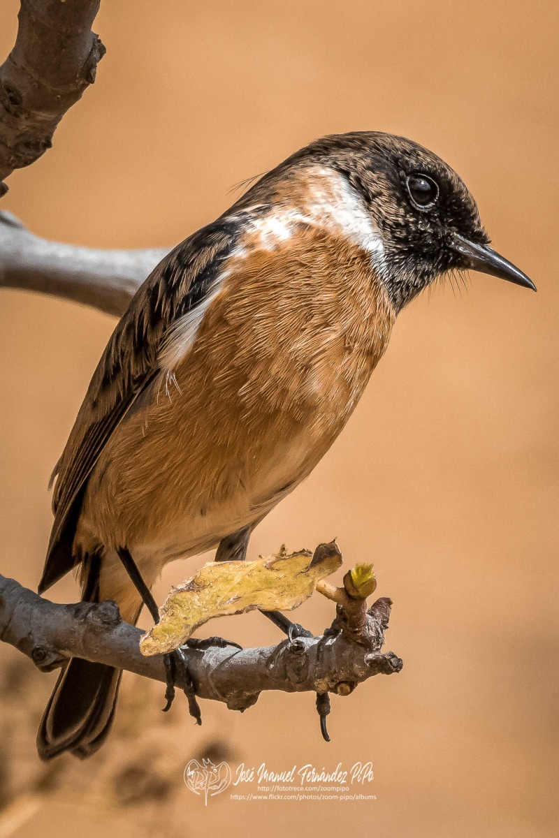 50742673398_6976446fae_or