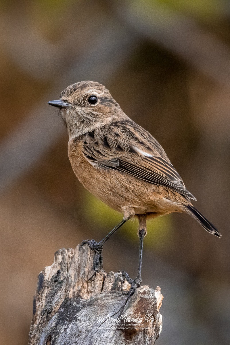 50742673473_16c0445c68_or