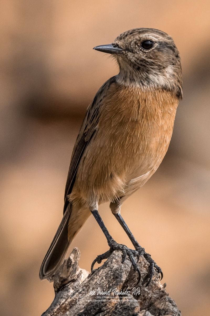 50743516332_4e04a2781f_or