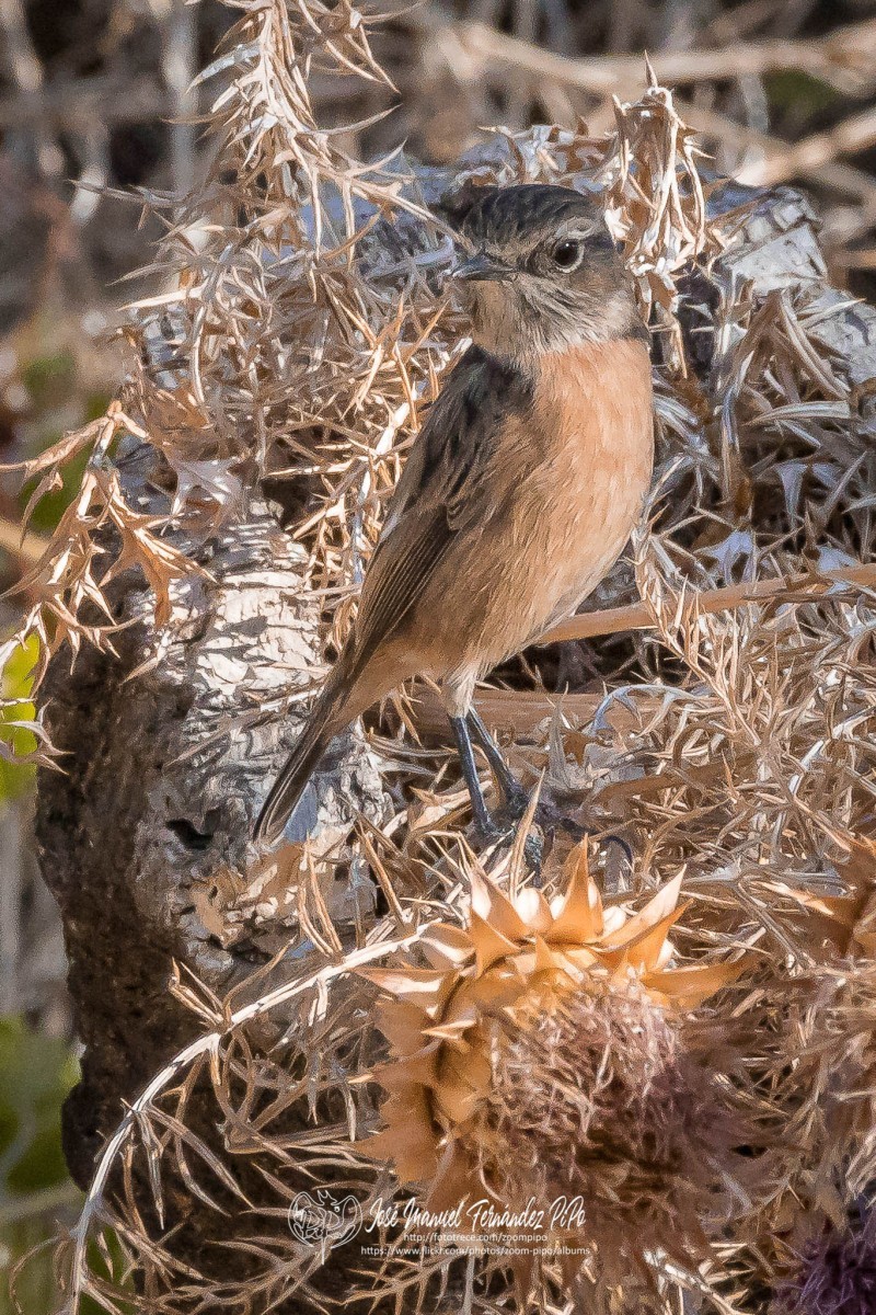 50782031728_159e2a5098_or