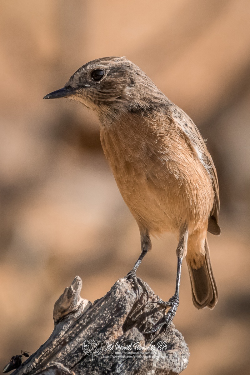 50782793816_9735f5a1ec_or