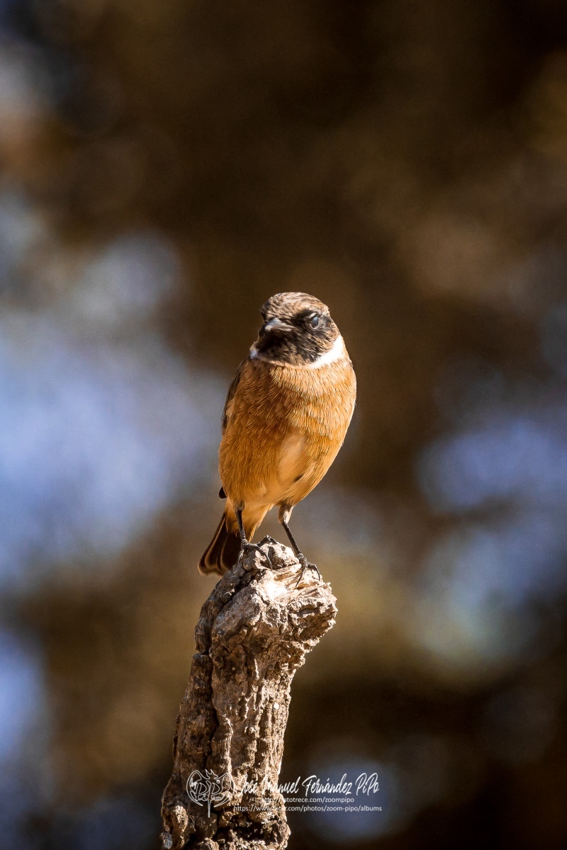 50782793846_d9c828f415_or