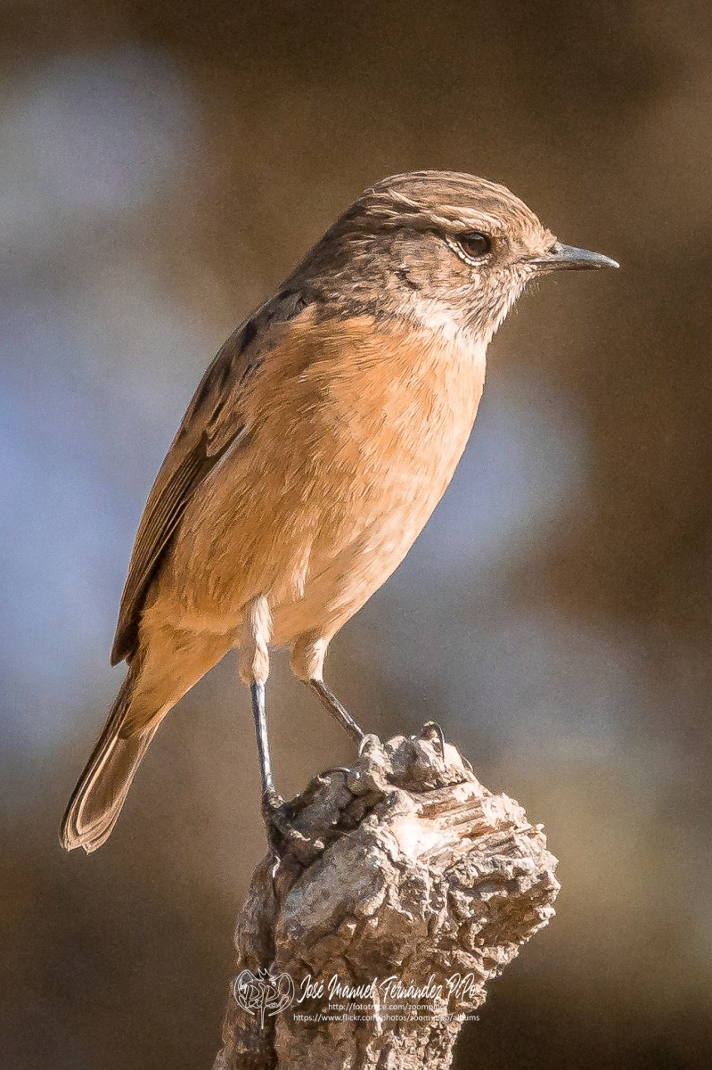 50782793931_61b3219c50_or