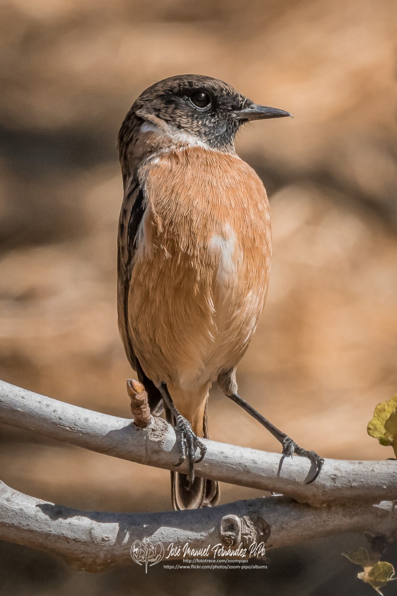 50794325053_2194e5fd49_or