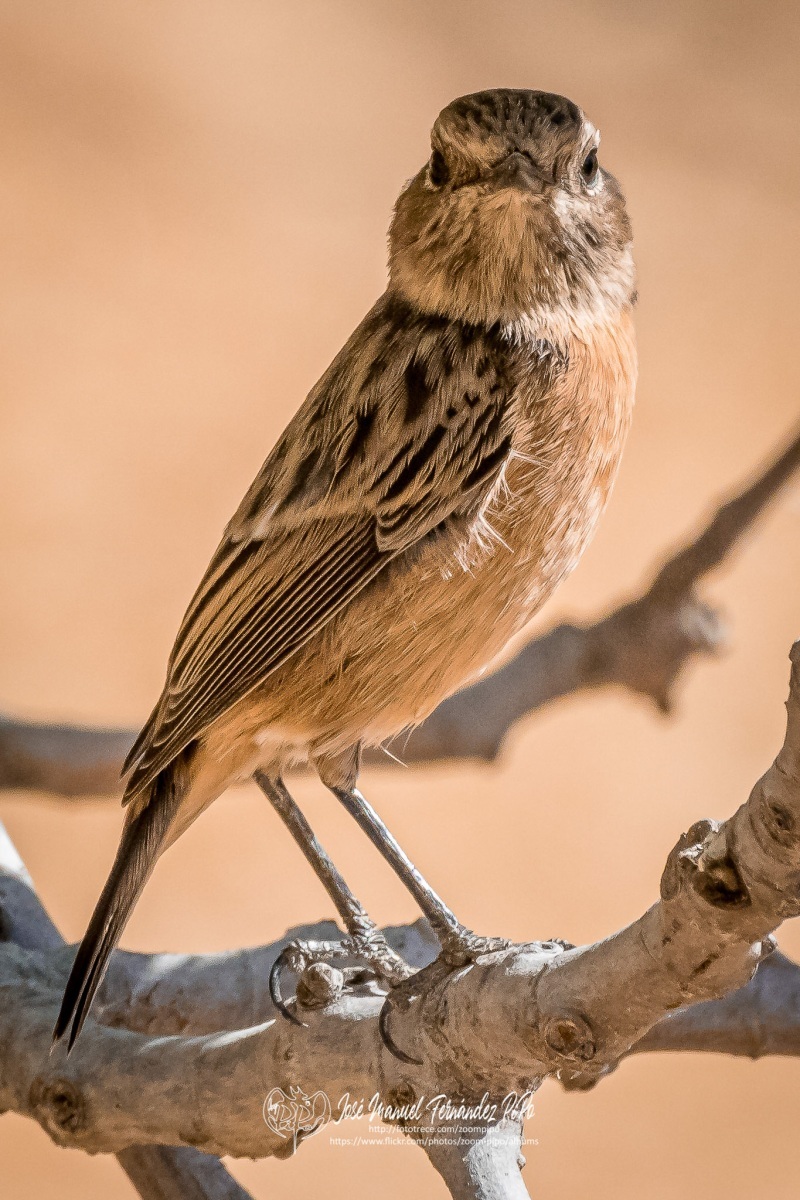 50794325248_fb70d28251_or