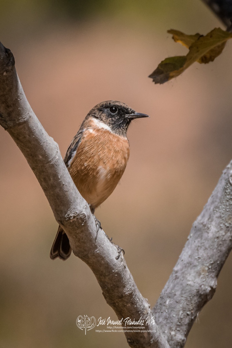 50795074791_7e25573e32_or