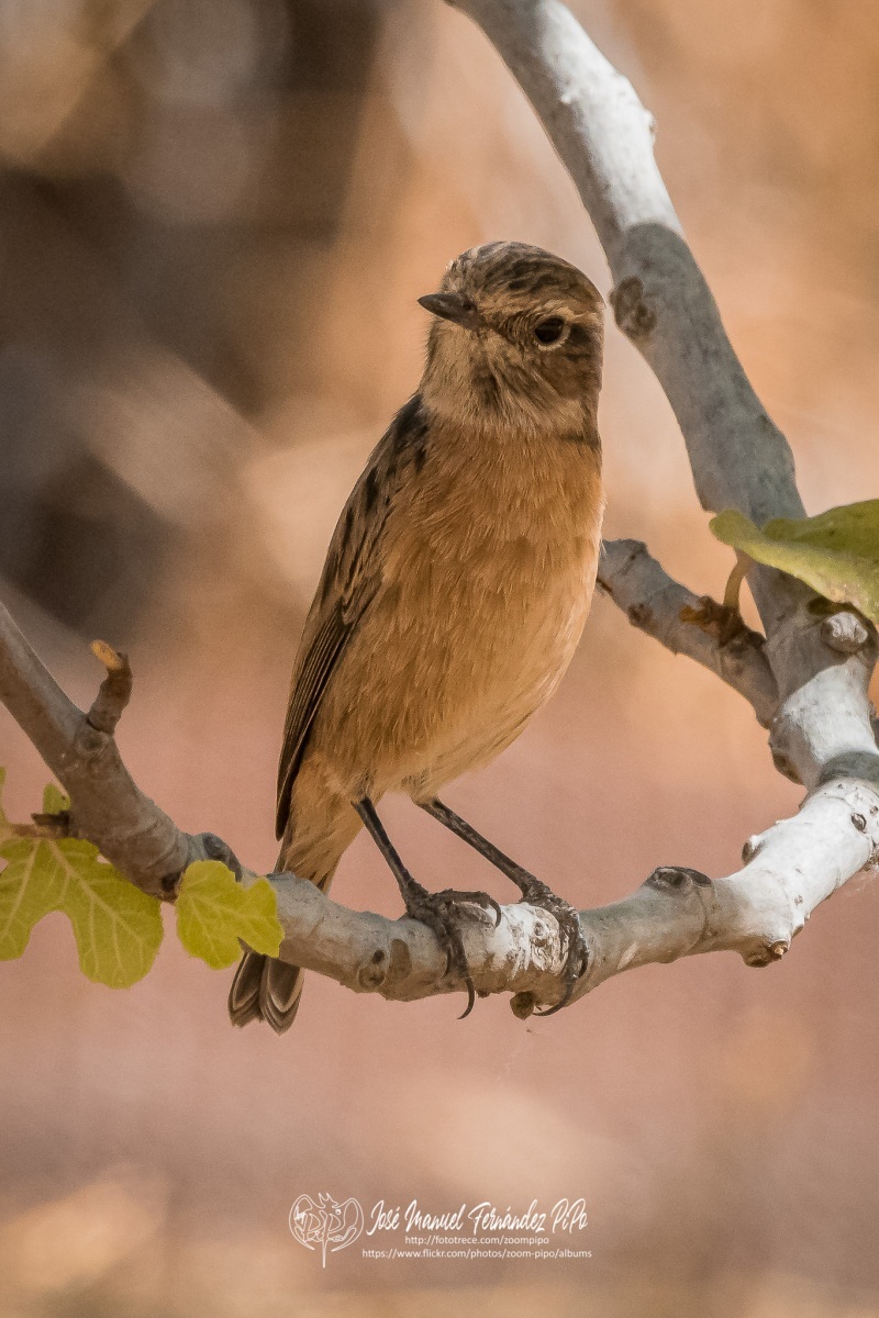 50795074816_5c44cf80ff_or