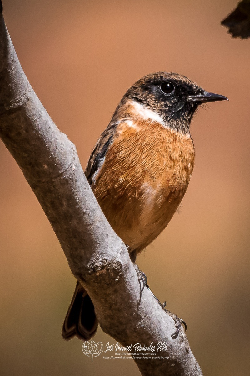 50795196117_f90577d7a3_or