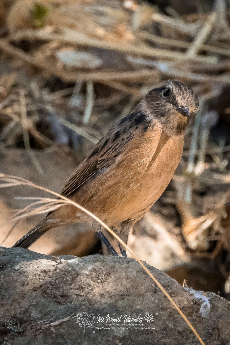 50795196202_bf81c36d7e_or