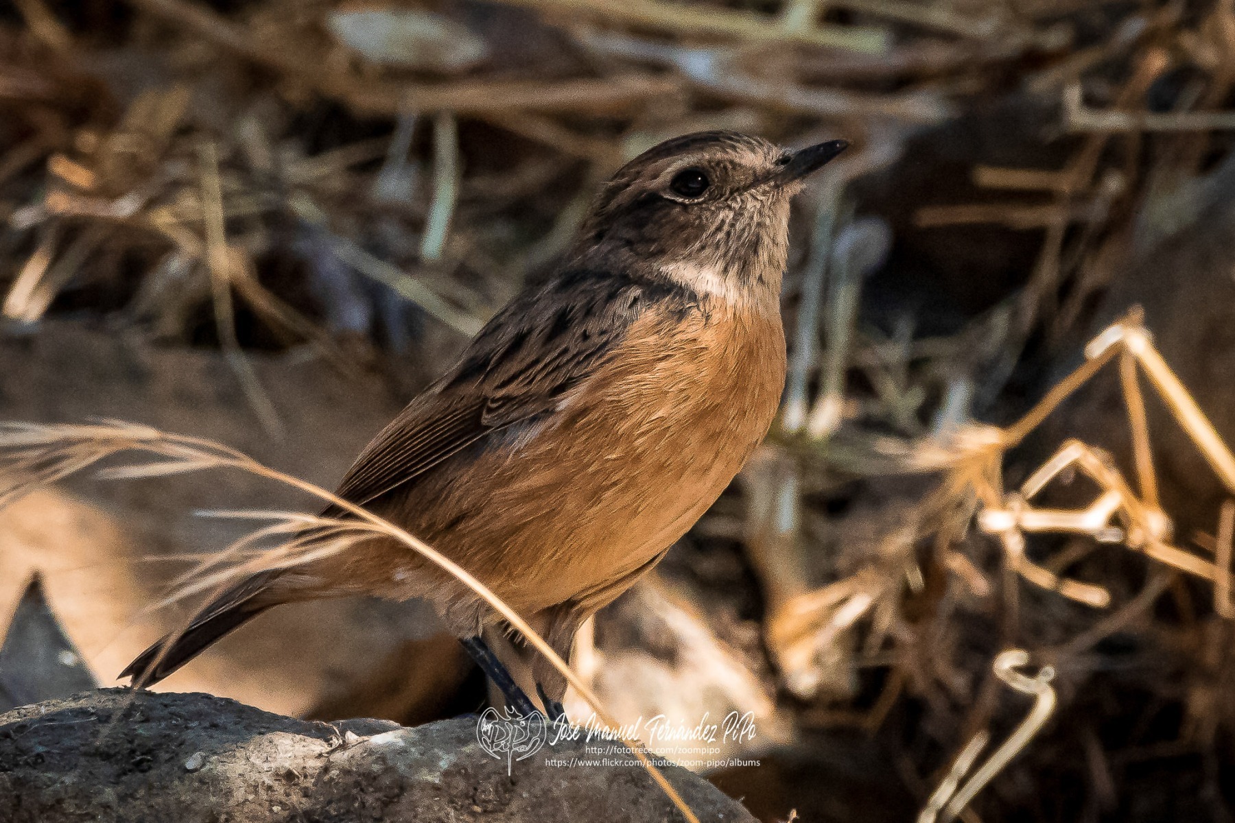 50795196212_9fea358852_or