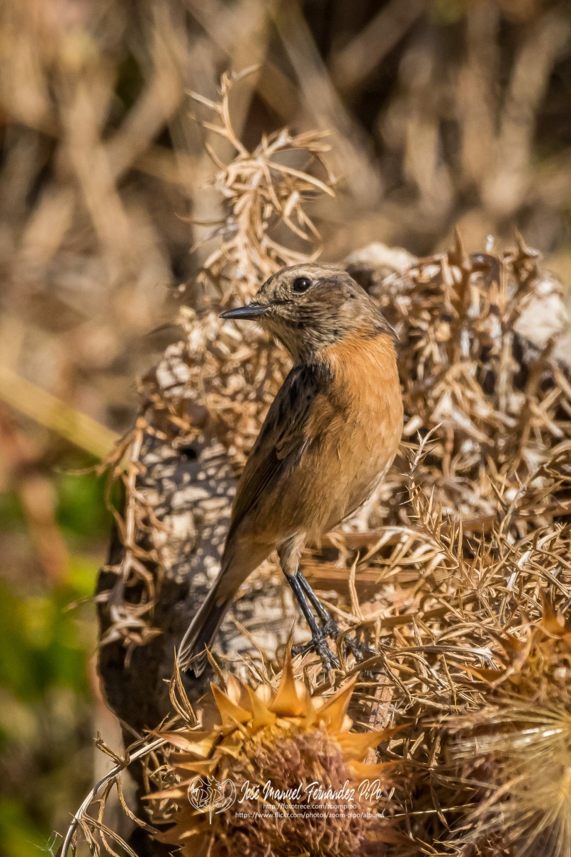 50828173721_556f722d36_or