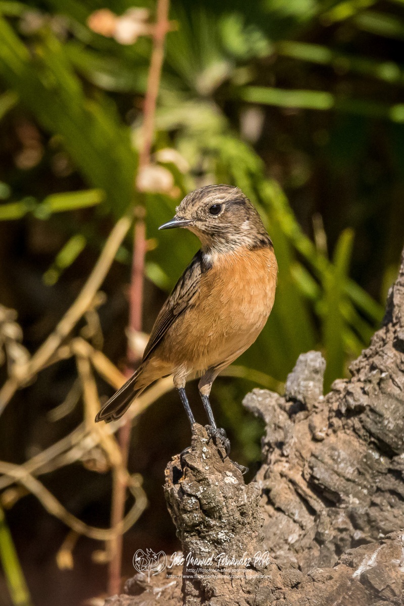 50828173786_5fe2cab7d6_or