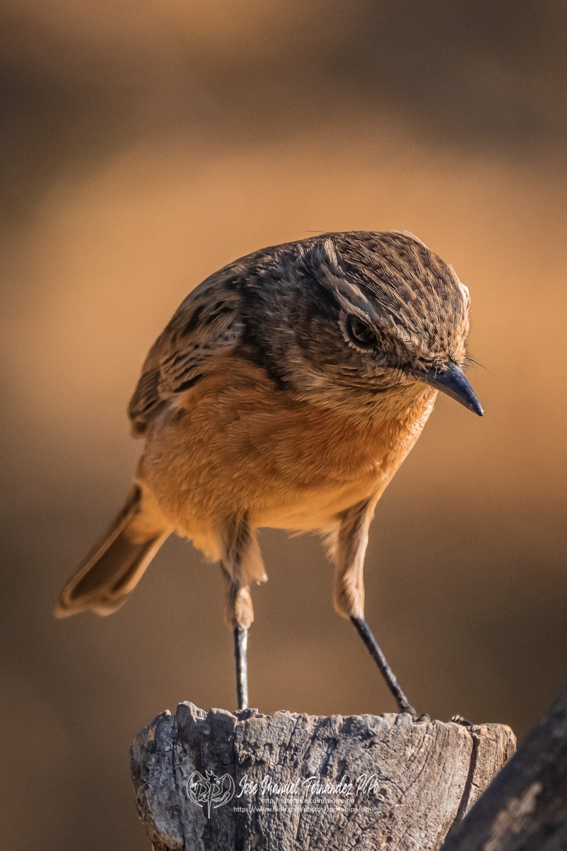 50828174036_7b8c284e38_or