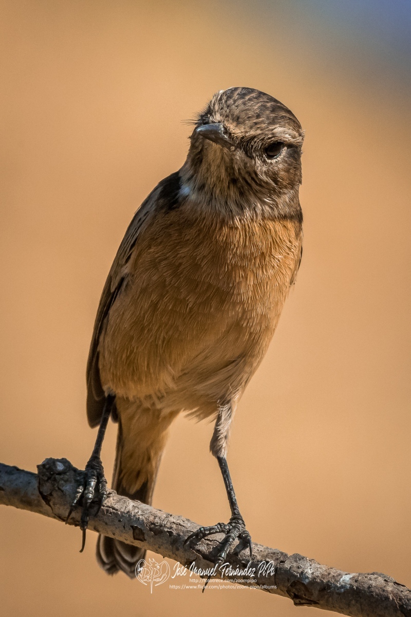 50828261832_b86f5b75c9_or