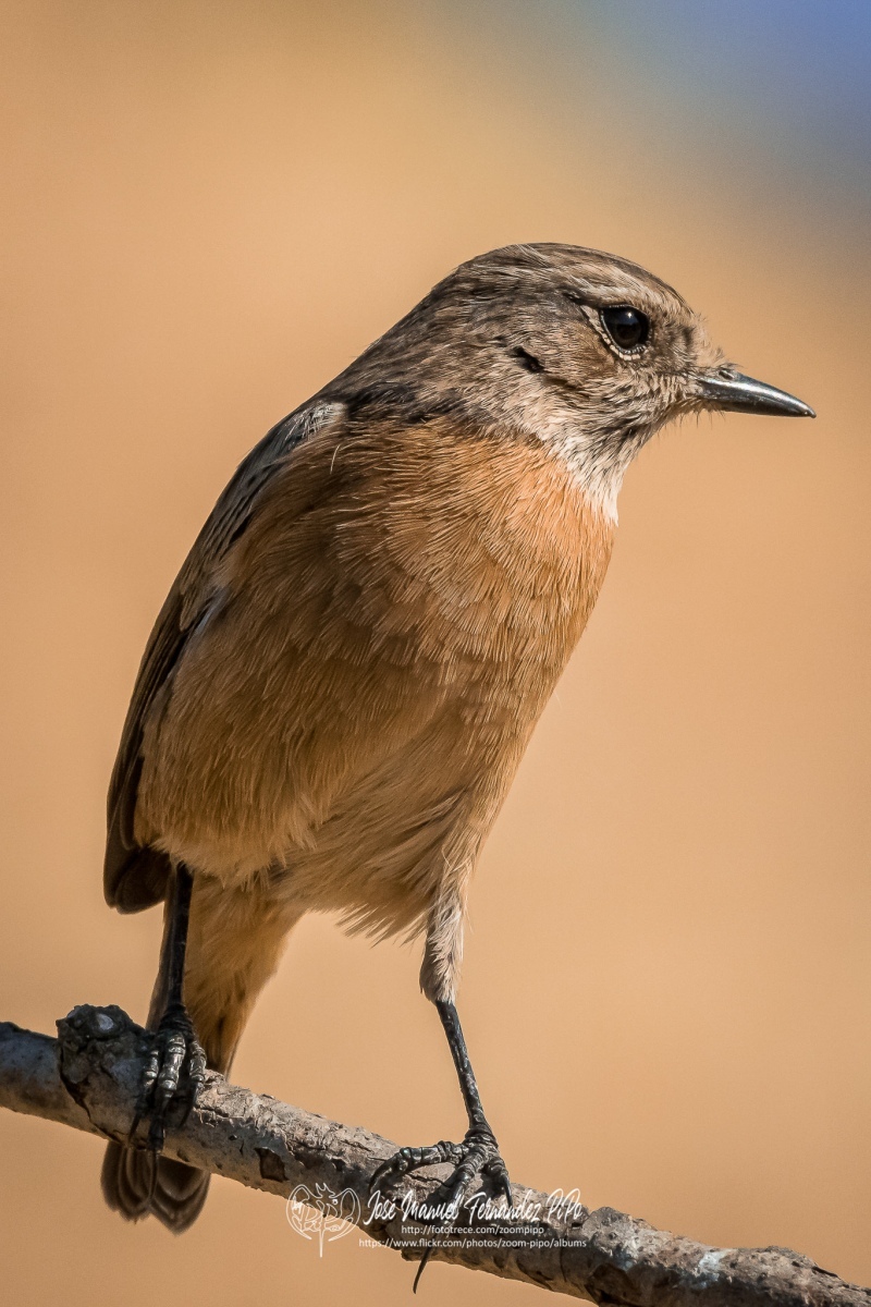 50828261892_c9042c4111_or