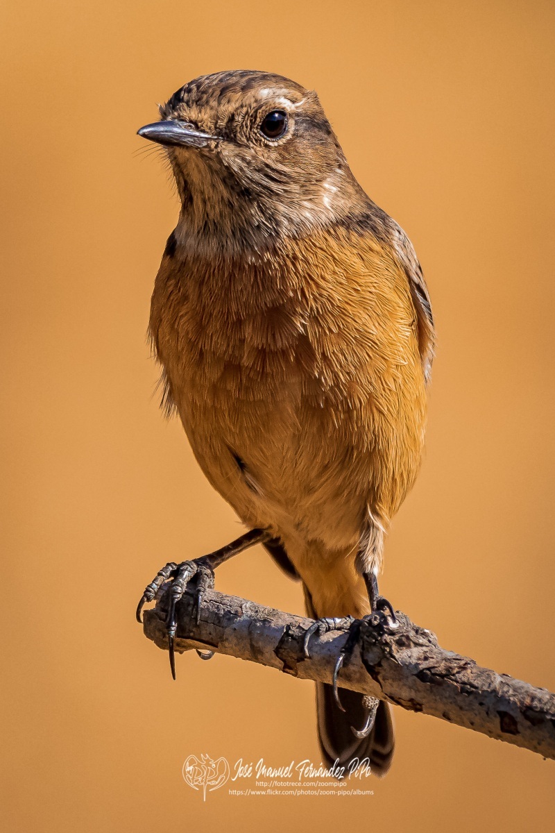 50828262027_9610dcdb63_or