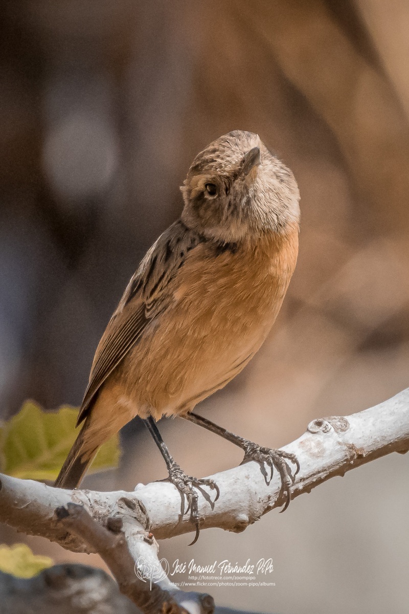 50839828613_0d9904e892_or