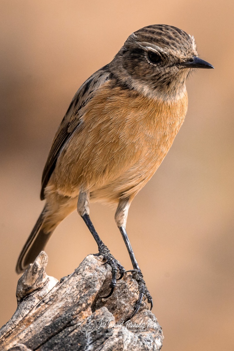 50877498361_a42429c788_or