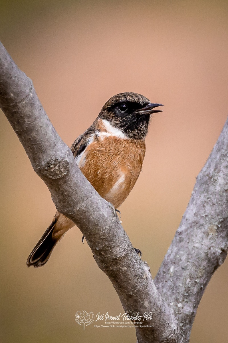 50877606757_9ff1e2af91_or