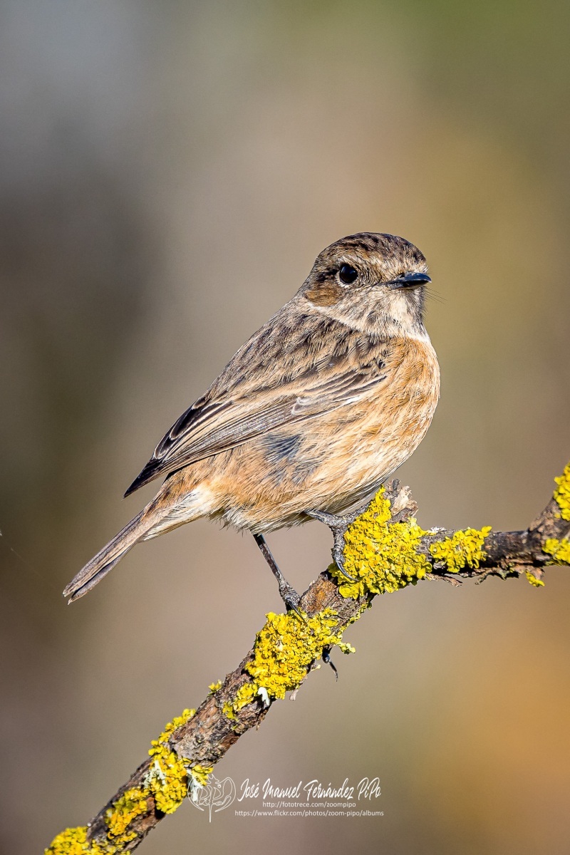 50952020488_eb9a9fa5e7_or