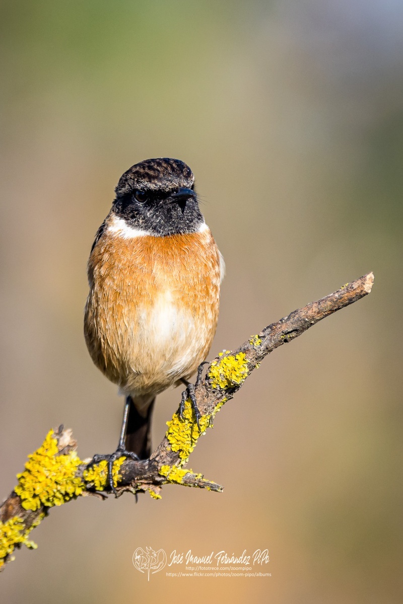 50952020503_058fa3943f_or