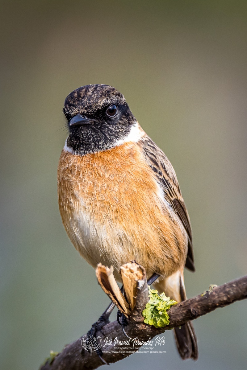 50952721781_b7d9f35db8_or