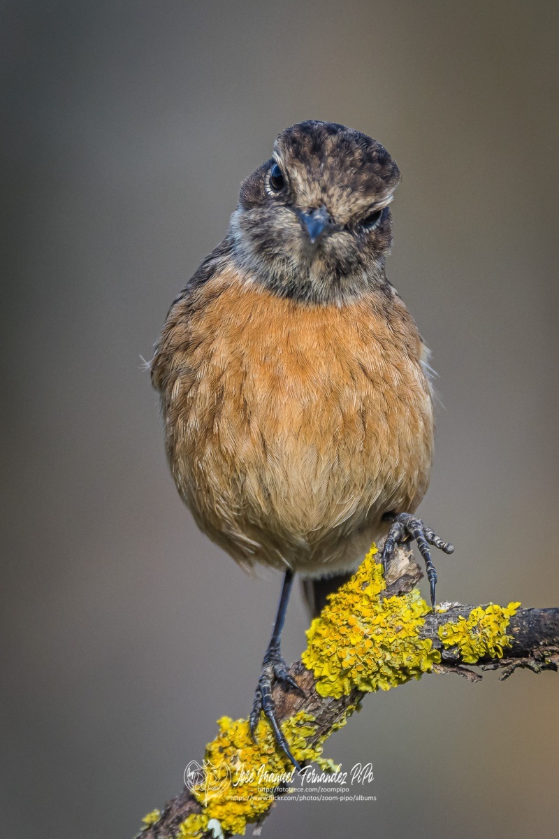 50952819877_1dffa2962b_or