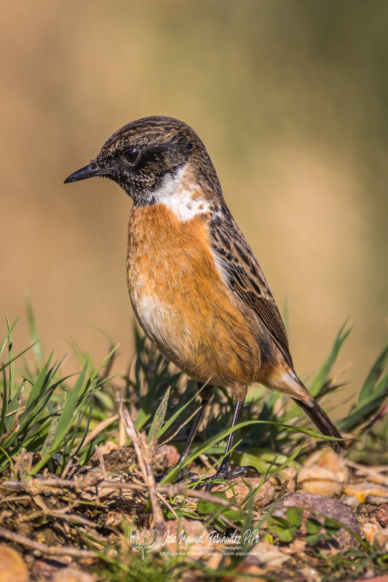 50961527043_d996dcf841_or