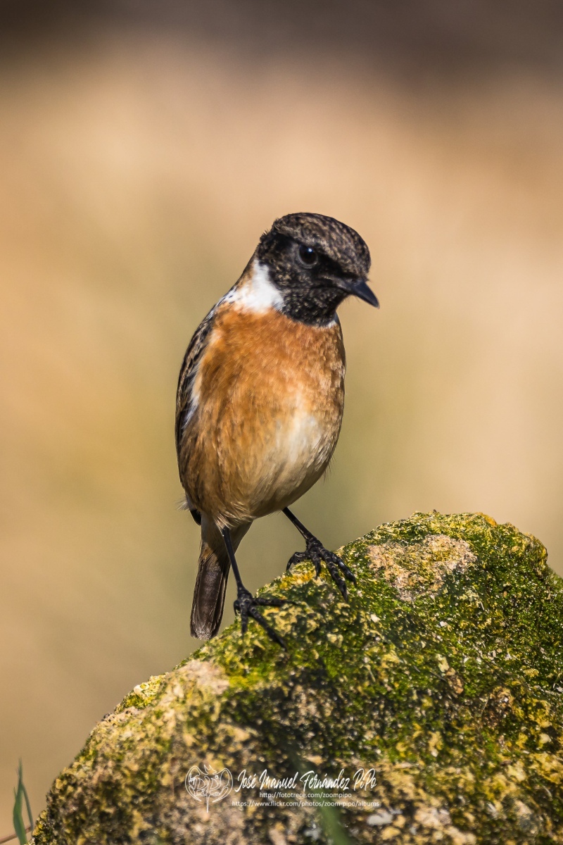 50962337172_769c1ac42f_or