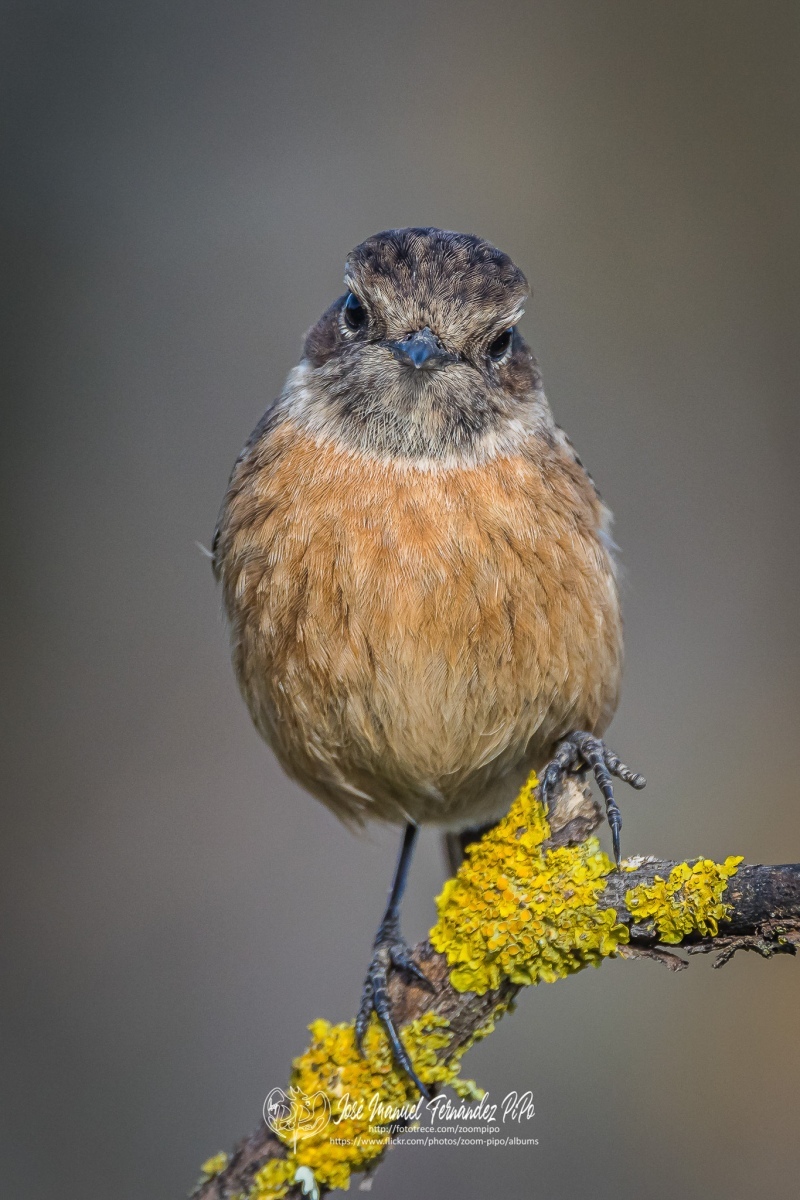 50962337372_3ab917a0a9_or