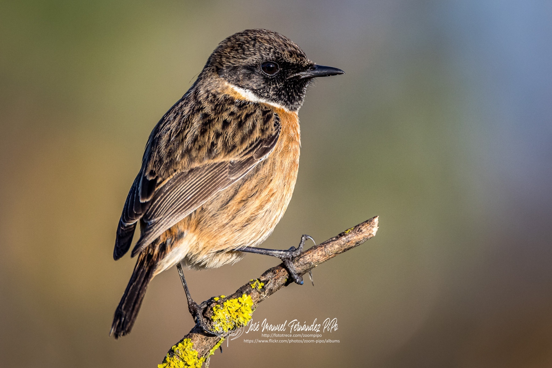 50982629338_38d4963286_or